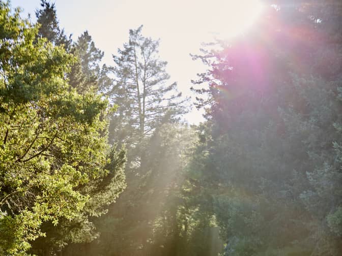  sunlight shining through trees