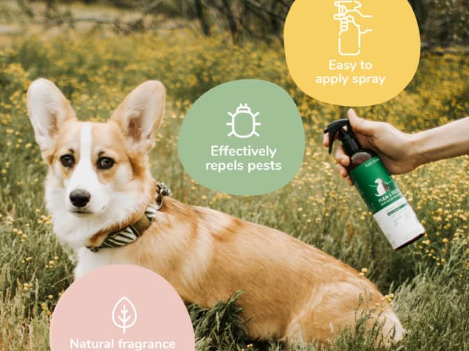 Corgi getting sprayed with lavender flea and tick spray outside