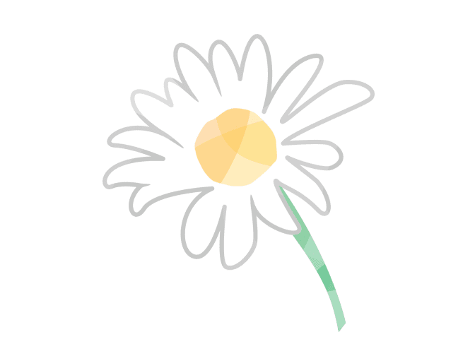 Chamomile flower illustration