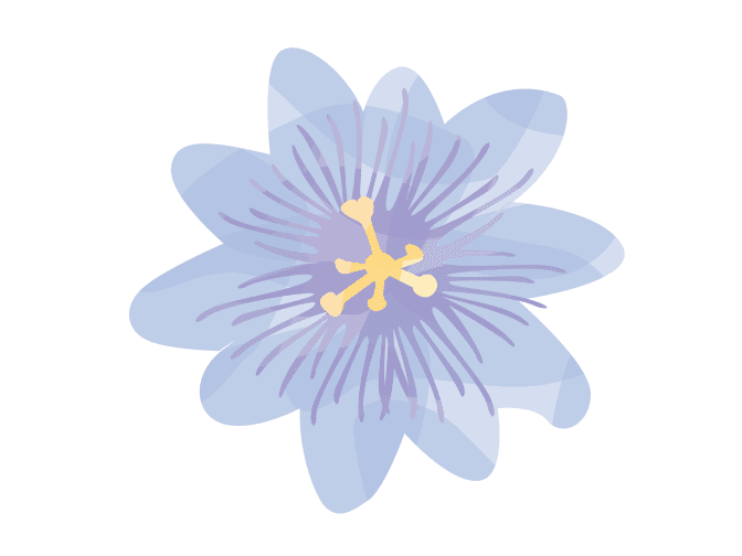 Passion flower illustration